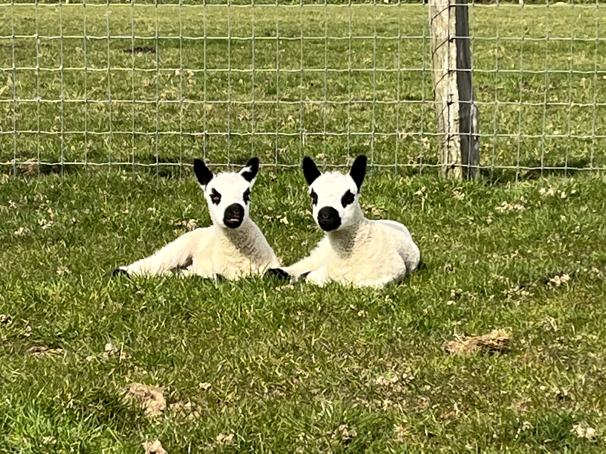 What lambing season taught me about timing