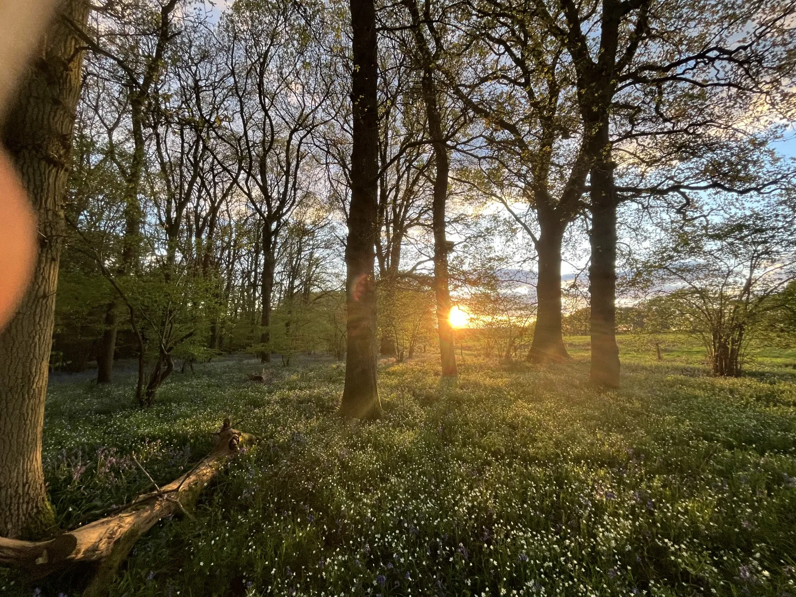 Can't see the wood for the trees?
